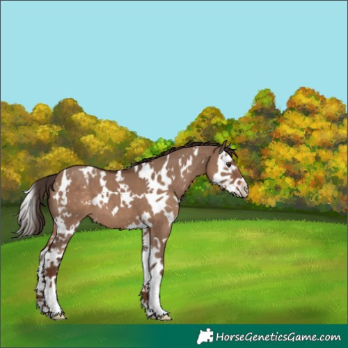Horse Color:White Spotted Liver Red Dun Splash 