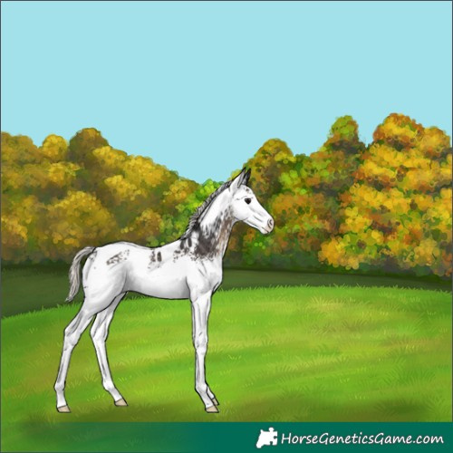 Horse Color:White Spotted Silver Smoky Black Tobiano Appaloosa 