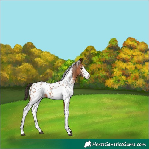 Horse Color:White Spotted Bay Appaloosa 