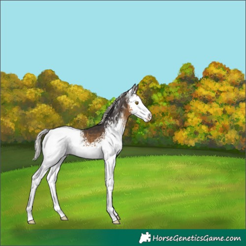 Horse Color:White Spotted Silver Buckskin Tobiano Appaloosa 