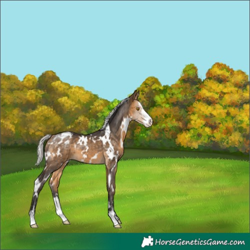 Horse Color:White Spotted Silver Buckskin Sabino Appaloosa 