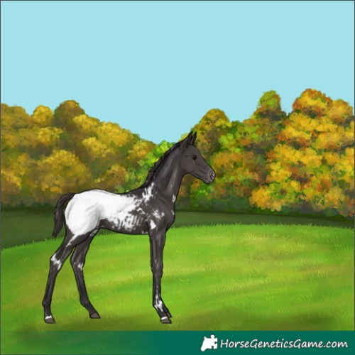Horse Color:White Spotted Smoky Black Appaloosa 