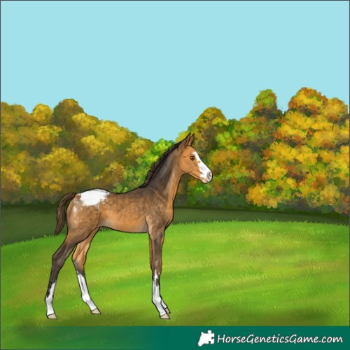 Horse Color:Buckskin Appaloosa 