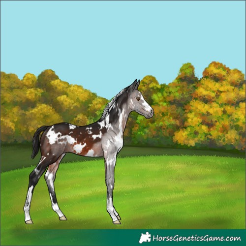 Horse Color:Gray White Spotted Brown 