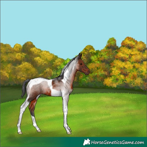 Horse Color:Brown Tobiano 