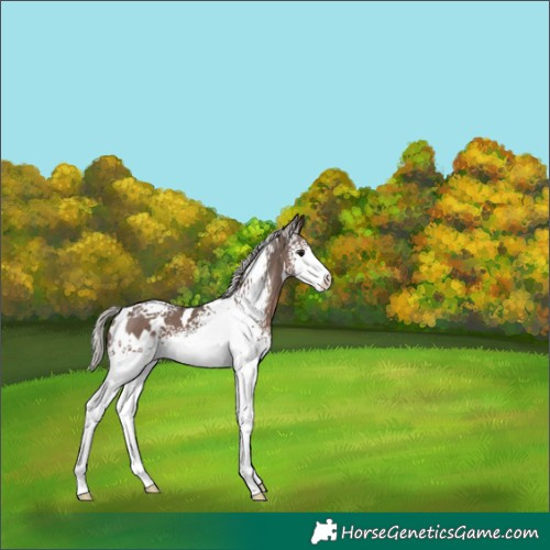 Horse Color:White Spotted Silver Black 