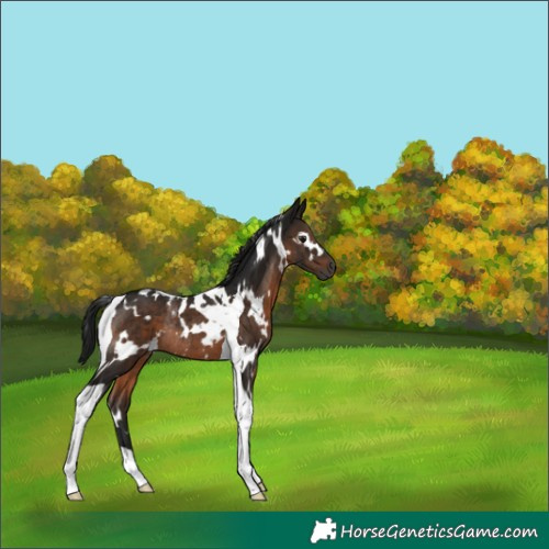 Horse Color:Gray White Spotted Brown Tobiano Rabicano 