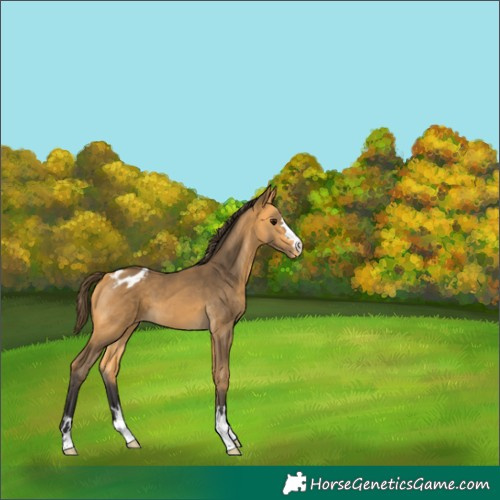 Horse Color:Buckskin Appaloosa 