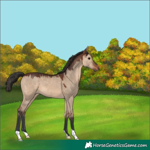 Horse Color:Brown Dun 