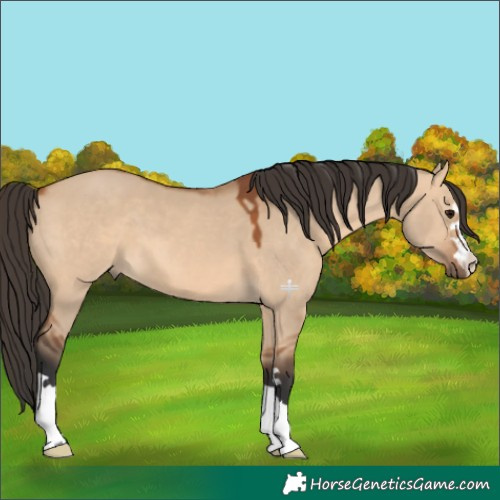 Horse Color:Bay Dun 