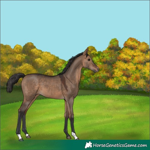 Horse Color:Bay Dun 