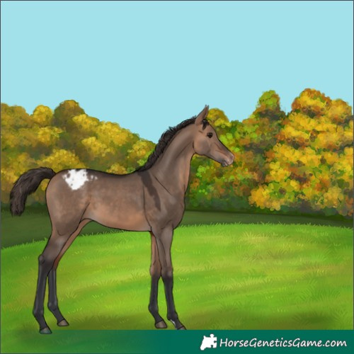 Horse Color:Bay Dun Appaloosa 