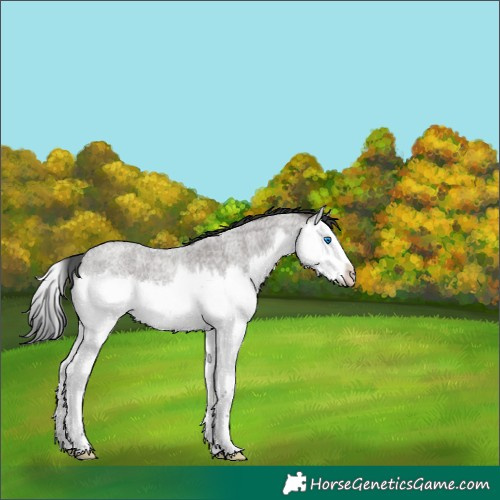 Horse Color:Platinum Grullo Roan Splash 
