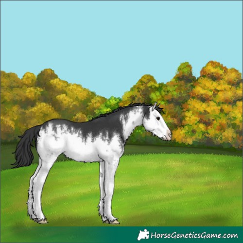 Horse Color:White Spotted Black Splash 