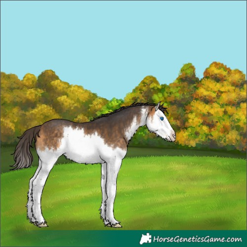 Horse Color:White Spotted Buckskin Splash 