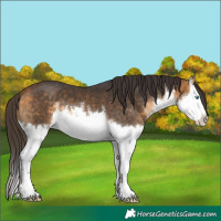 Horse Color:White Spotted Buckskin Splash 