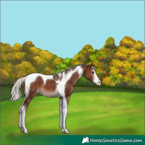 Horse Color:White Spotted Silver Brown Tobiano 