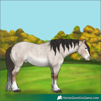Horse Color:Liver Red Dun Roan Splash Rabicano 