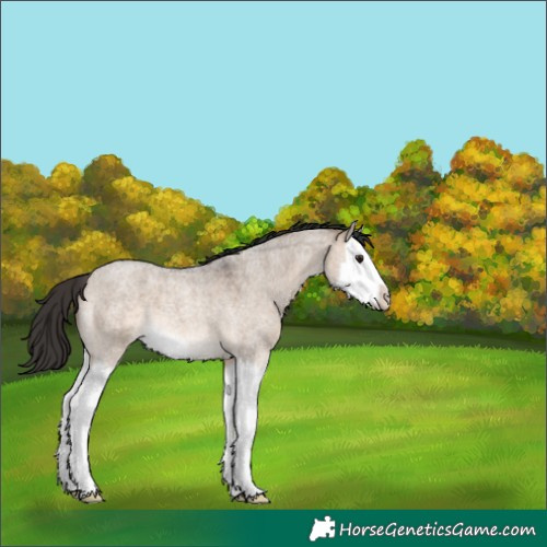 Horse Color:Brown Roan Dun Splash 