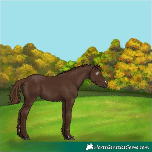 Horse Color:Gray Chestnut 