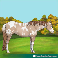 Horse Color:White Spotted Grullo Pearl 