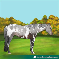 Horse Color:White Spotted Brown 