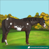 Horse Color:Liver Chestnut Frame 