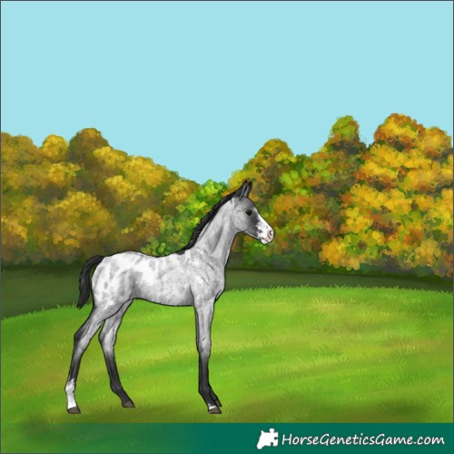 Horse Color:Blue Roan Sabino Appaloosa 