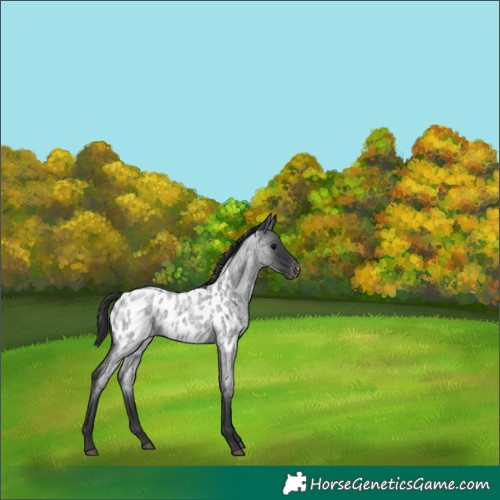 Horse Color:Blue Roan Appaloosa 
