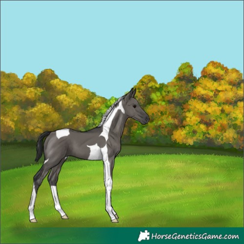 Horse Color:Grullo Tobiano 