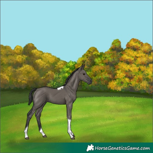 Horse Color:Grullo Tobiano 
