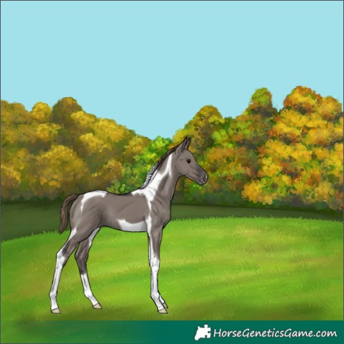 Horse Color:Smoky Grullo Tobiano Appaloosa 