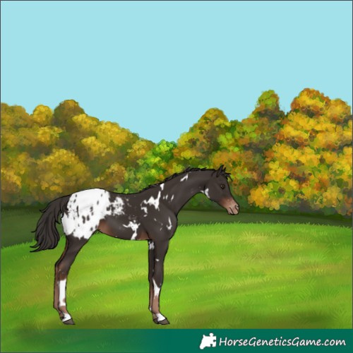Horse Color:White Spotted Liver Chestnut Appaloosa 