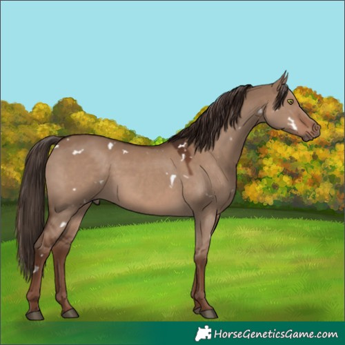 Horse Color:White Spotted Liver Red Dun 