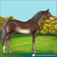 Horse Color:Liver Chestnut Mushroom 