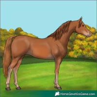 Horse Color:Chestnut 