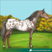 Horse Color:Liver Red Dun Mushroom Appaloosa 