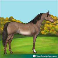 Horse Color:Liver Red Dun 