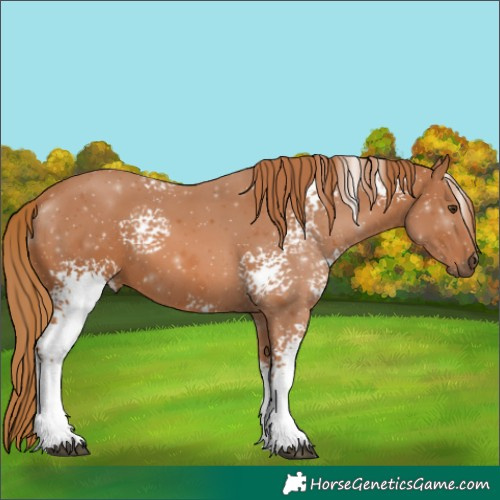 Horse Color:White Spotted Chestnut