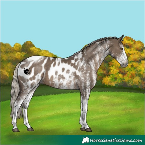 Horse Color:Gray White Spotted Silver Grullo Tobiano Appaloosa 