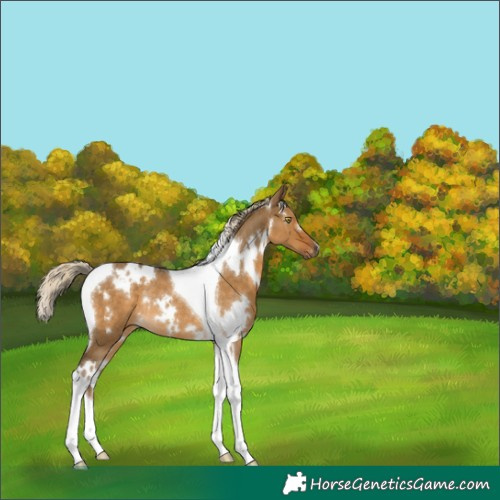 Horse Color:Gray White Spotted Chocolate Palomino Dun Tobiano Appaloosa Rabicano 