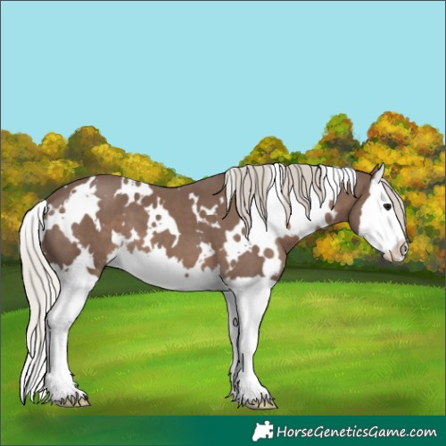 Horse Color:White Spotted Silver Black Splash 