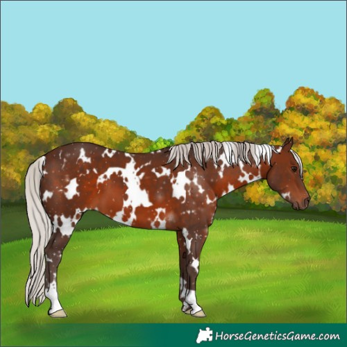 Horse Color:White Spotted Silver Brown 