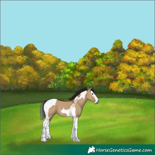 Horse Color:Gray Bay Dun Splash Tobiano 