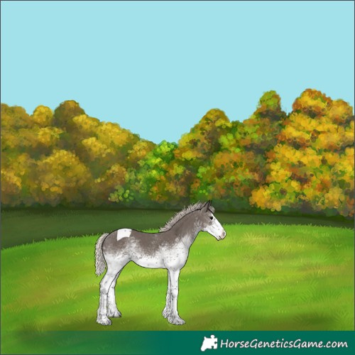 Horse Color:White Spotted Silver Black Splash Tobiano 