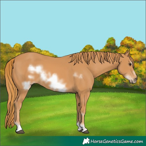 Horse Color:Chestnut Frame