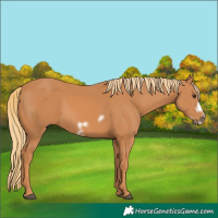 Horse Color:Chestnut Frame