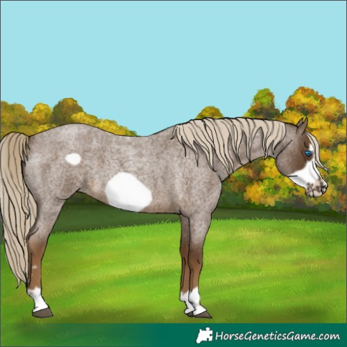 Horse Color:Chocolate Palomino Roan Frame 