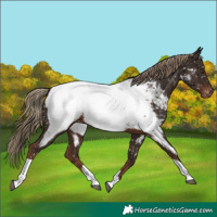 Horse Color:Liver Chestnut Tobiano Appaloosa 