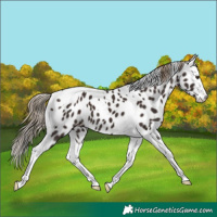 Horse Color:Liver Chestnut Splash Tobiano Appaloosa 